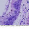 Tecido Epitelial de Revestimento Pseudo-Estratificado Cilíndrico Ciliado - Traquéia - 100x (2)